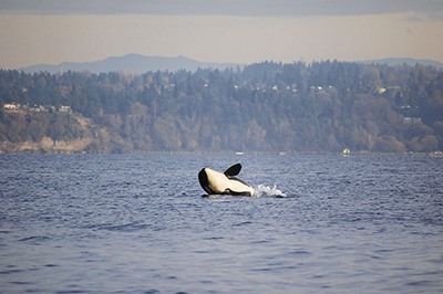 An orca from the J or K pod breaches off the coast of Vashon Island last fall. Four whales have gone missing from the J