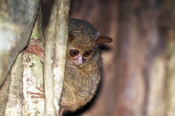 AlTo works to protect species native to the island of Sulawesi