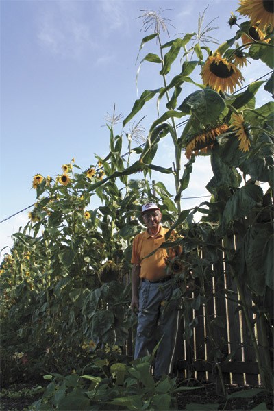 Al Watts is dwarfed by his towering corn stalks.