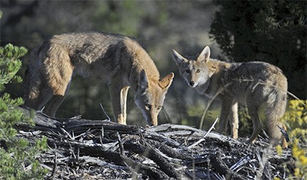 Coyotes can be found in all areas of the U.S. and are known for their adaptability.