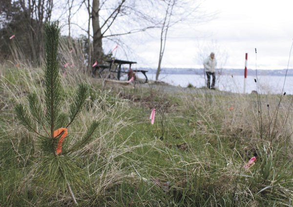 A young pine was planted by volunteers as part of ongoing restoration efforts at the regional park.