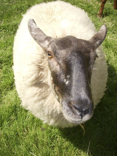 Lintzilla the sheep