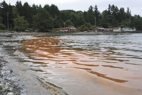 A bloom of non-toxic algea caused water in Quartmaster Harbor to appear orange earlier this week.