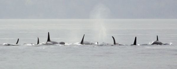 Dorsal fins in a row show the whales in a playful formation