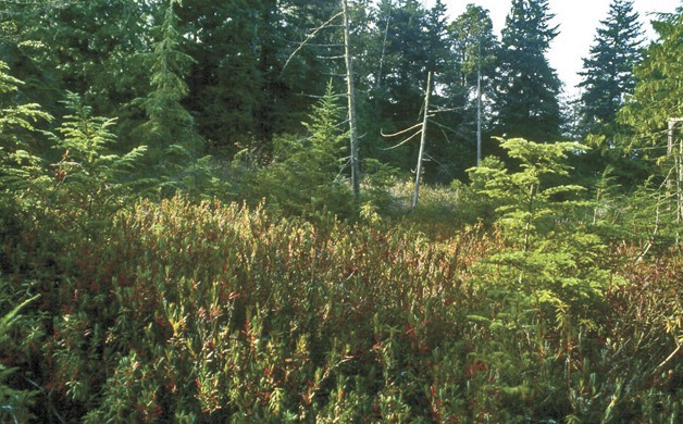 Whispering Firs Bog