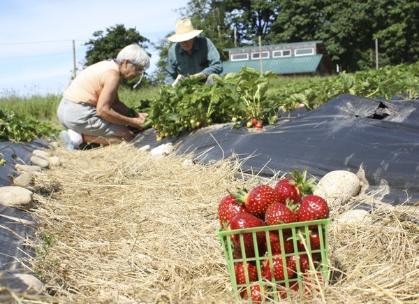 Bob Norton (right) talks with Vashon Island Fruit Club member Nancy Kappelman as they pick berries.