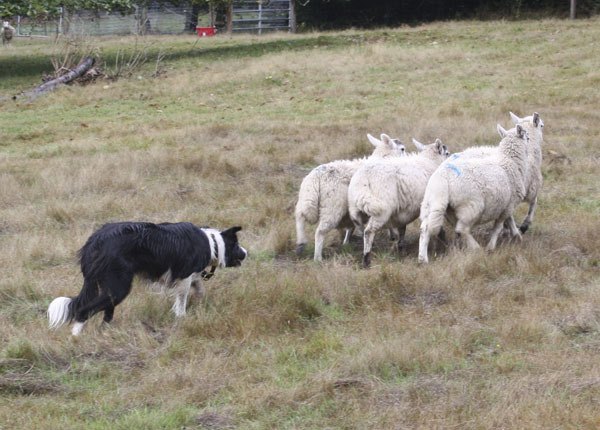 Maggi McClure’s border collie practices herding before last year’s sheepdog classic.