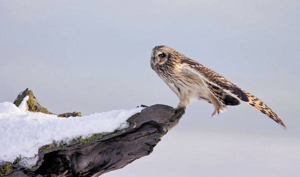 A photograph of a short-eared owl by Paul Bannick