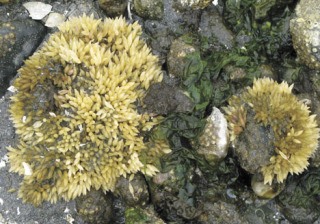 Whelk eggs cover rocks at the beach.