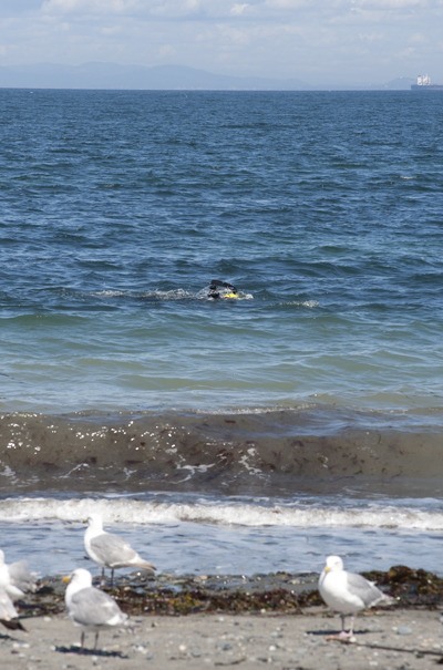 Islander Lise Ellner swims along the Dungeness Spit in Sequim