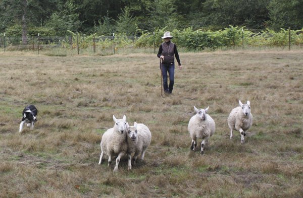 Maggie McClure works with her dog Lil and some of her sheep. Lil will be one of dozens competing in the Sheepdog Classic.