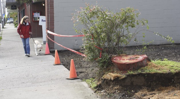 Vashon Pharmacy owners had the eucalyptus tree next to the store cut down earlier this week. The word 'murder' was stenciled onto the stump.