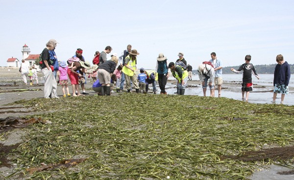 Beach-goers explore an eelgrass bed at Point Robinson at last year’s Low Tide Celebration. This year’s gathering will take place Saturday.