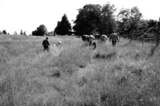 Two farmhands and Island cows in a pasture on a Vashon farm.