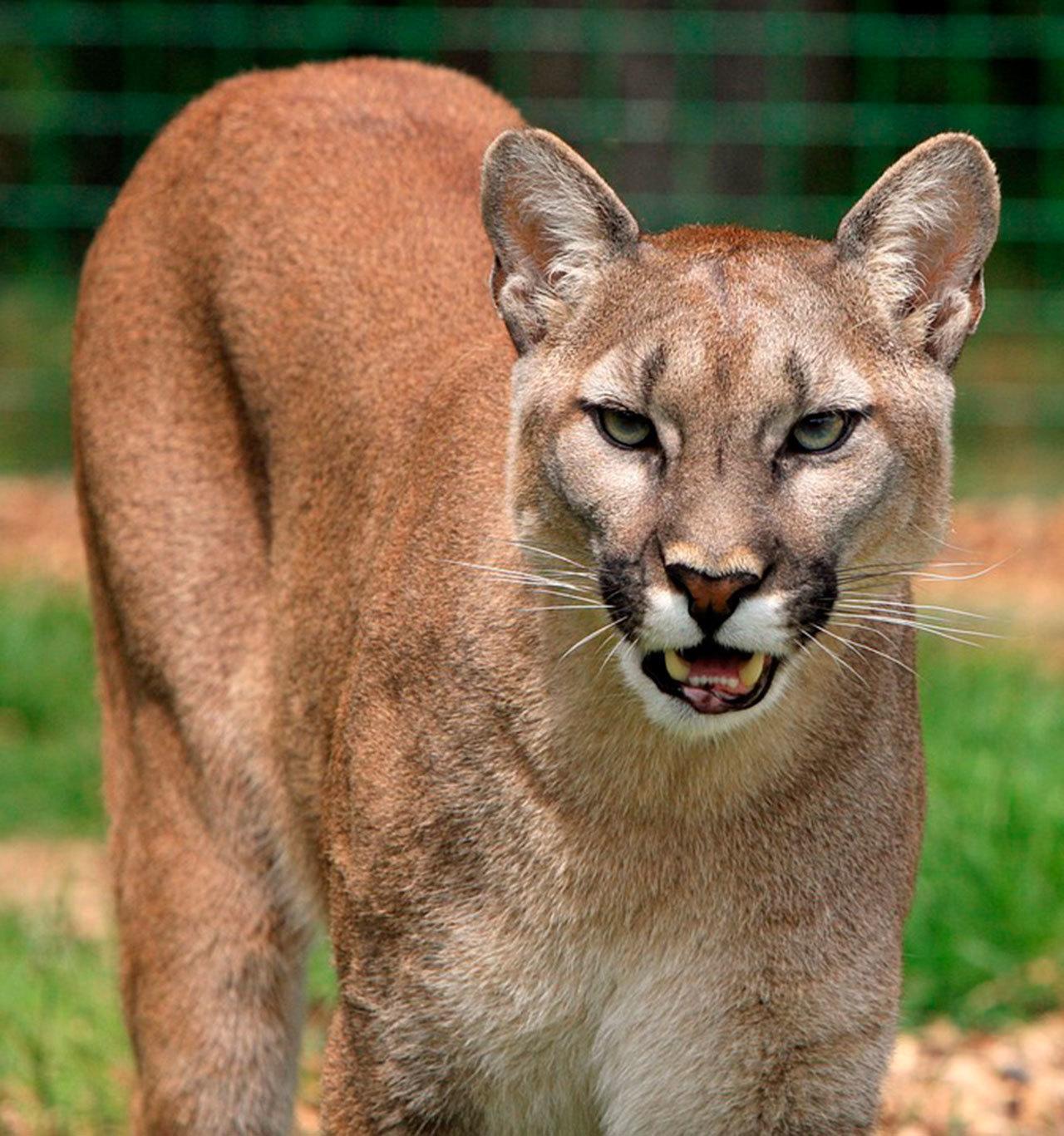 Cougar still free after trapping attempt