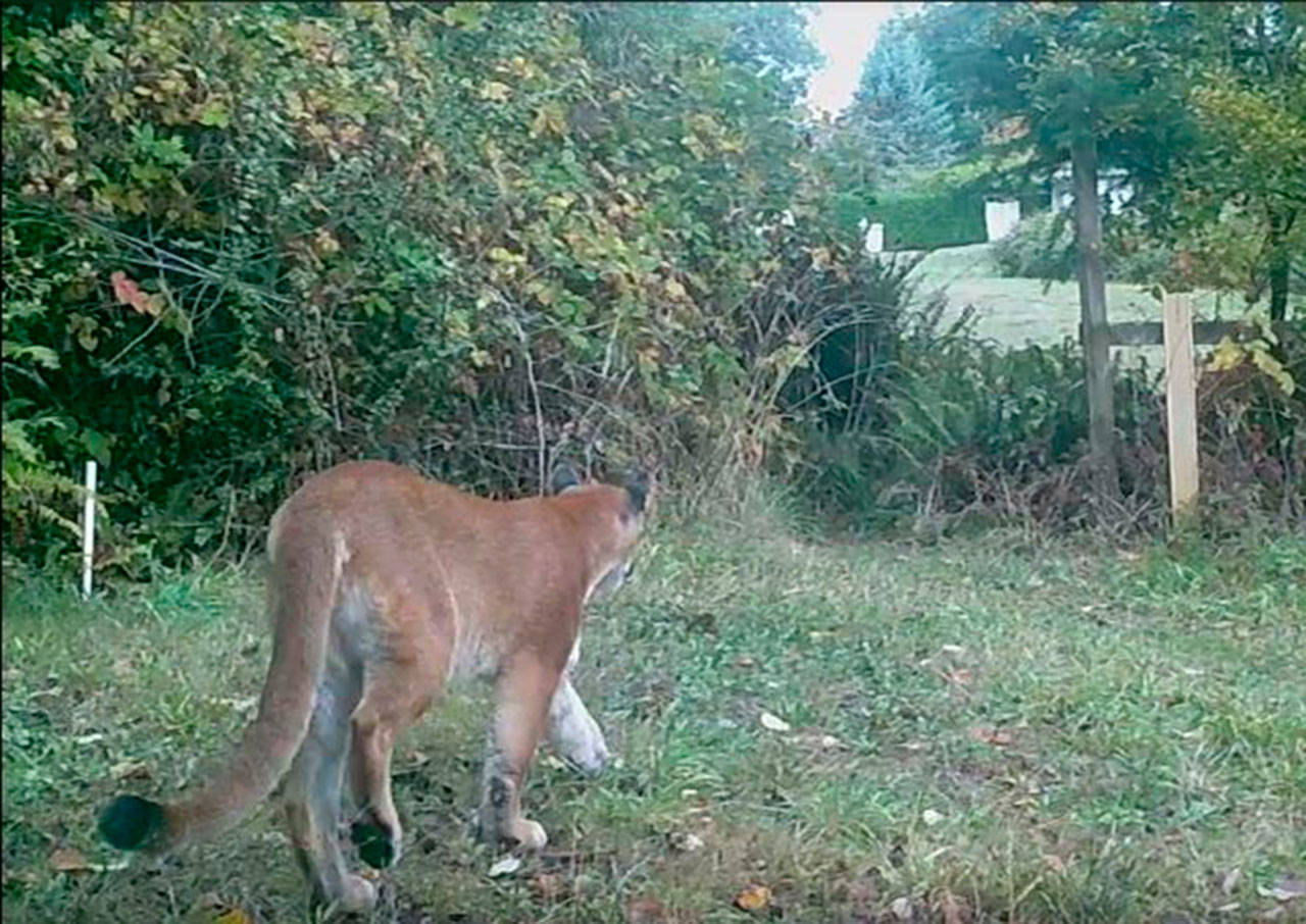 The island’s cougar as captured by a camera that is part of the Vashon Nature Center’s WildCam network. (Vashon Nature Center Photo)