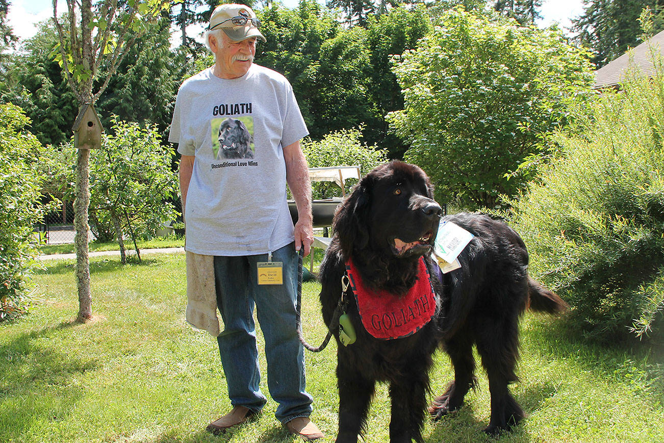 Therapy dog enters contested race for island’s unofficial mayor