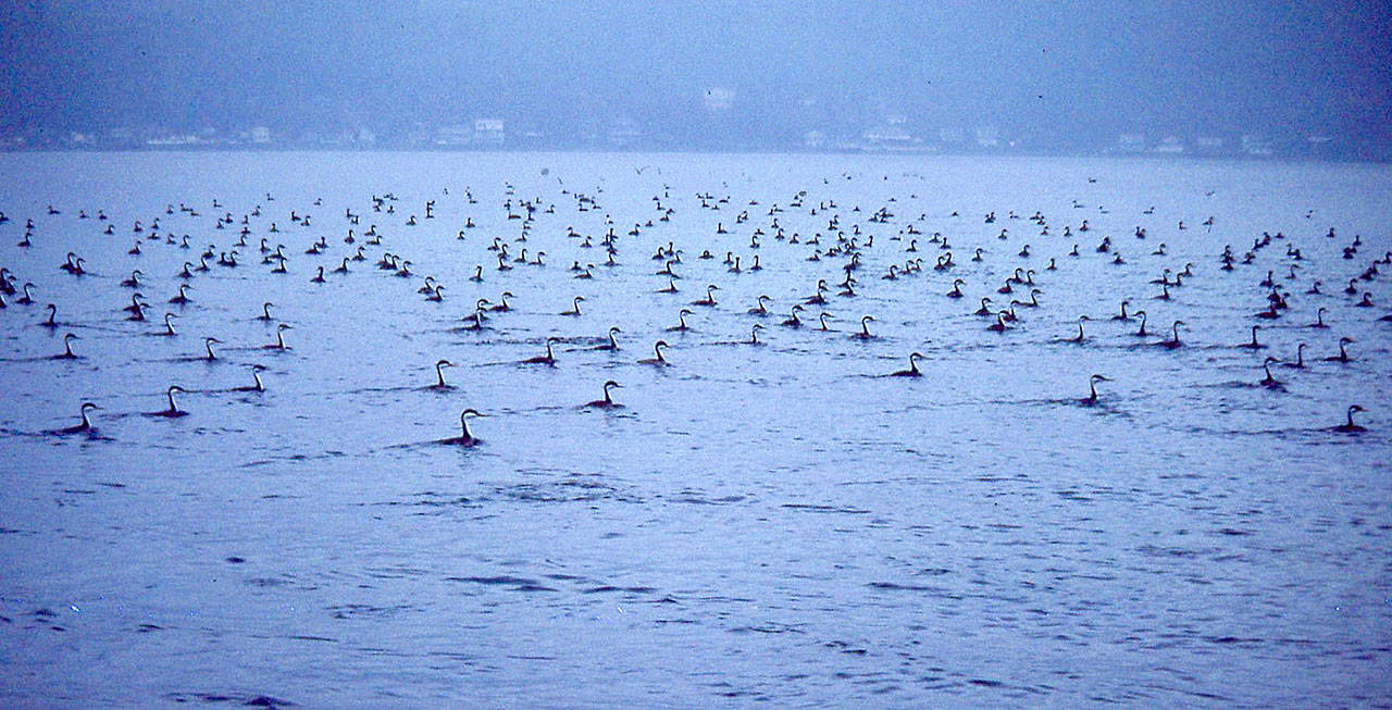 Western grebes on outer Quartermaster Harbor on a foggy February day in 1985. This photo shows between 250 and 300 birds, but winter populations at that time could climb to more than 4,000 birds. (©Peter Murray Photo/pmwm.smugmug.com).