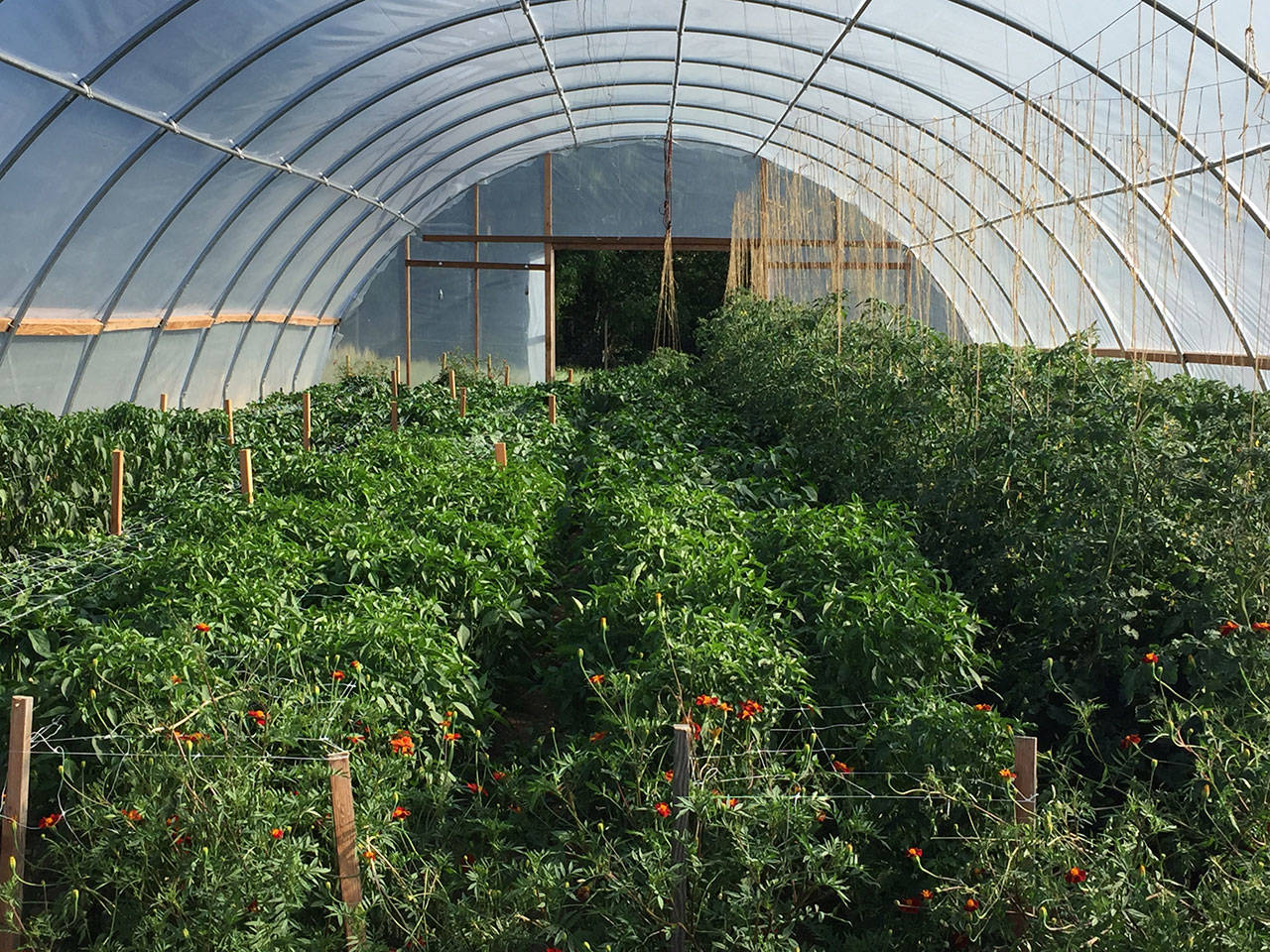 Summer crops fill the greenhouse at the Land Trust’s Matsuda Farm. This fall, the Vashon-Maury Island Garden Club will share this space with the Land Trust to grow plants for their annual plant sale in May (Chris Woods Photo).