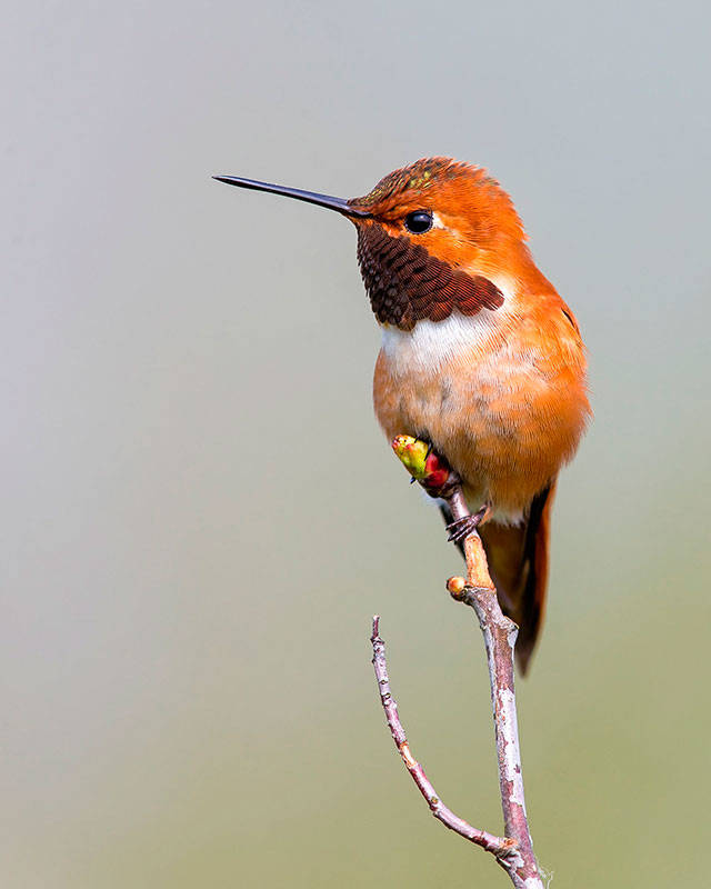 Rufous hummingbirds, native to the region, are identified by the National Audubon Society as highly vulnerable to climate change (Boe Baty/Audubon Photo).