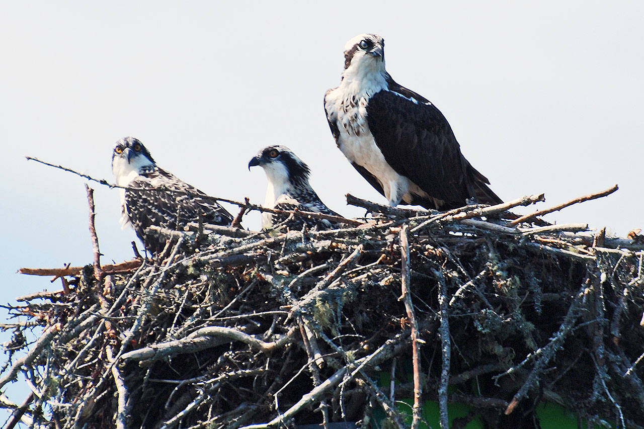 Osprey nests, woven together with large sticks and branches, can pose hazards when built in the wrong place (Harvey Barrison/Wikimedia Commons Photo).