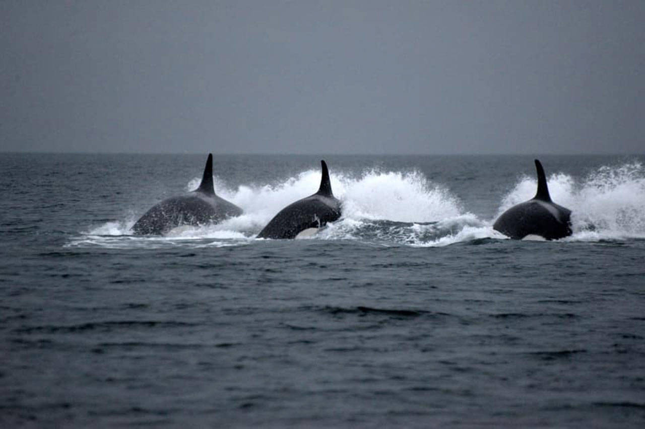 Orcas race through the water near Point Robinson during their latest visit to Vashon (Kelly Keenan Photo).