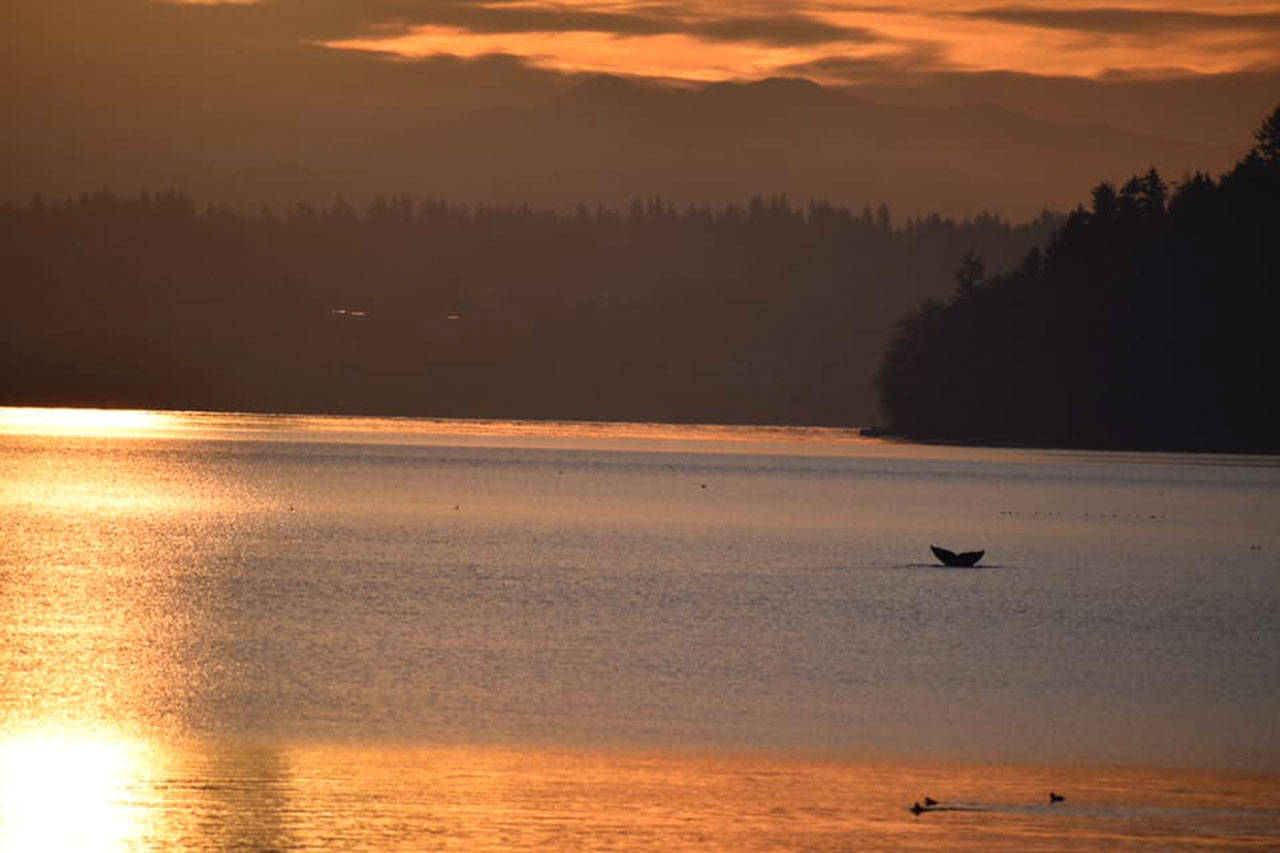 Islander Corinne Ryan took a photo of the gray whale spotted in Tramp Harbor several times last week (Corinne Ryan Photo).