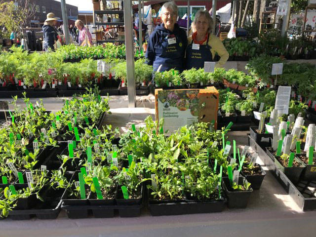 Pollinator seedlings are sold at the Vashon-Maury Island Garden Club plant sale last year (Courtesy Photo).