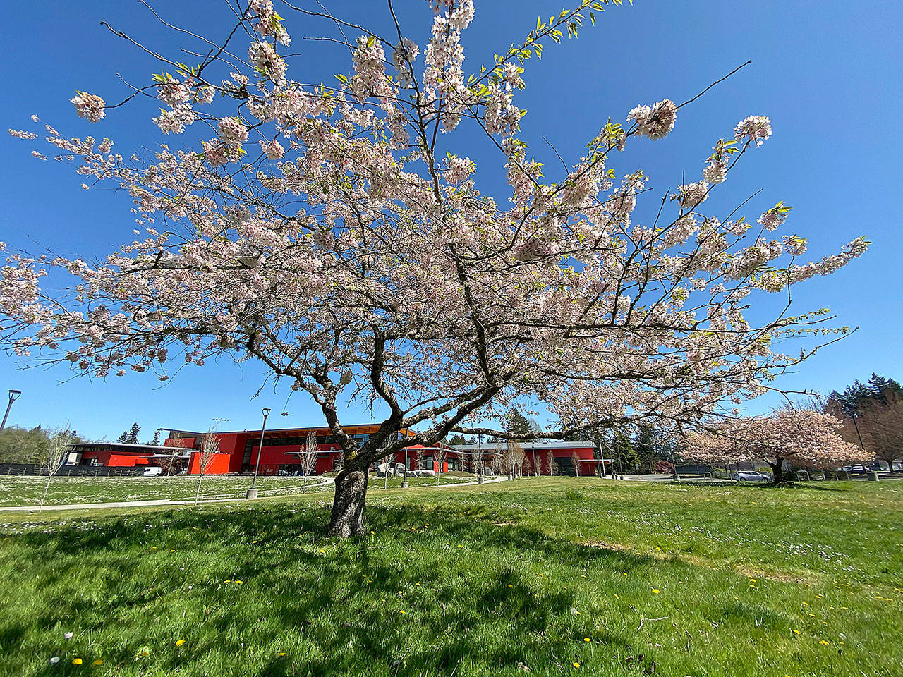 Nats Park and Cherry Blossoms in the Spring : r/baseball