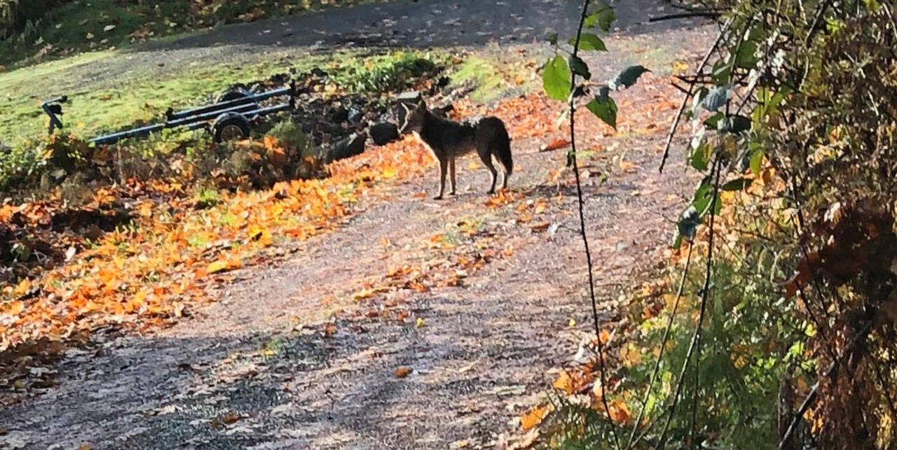 (Photo Courtesy Doug Kane) The coyote Doug and his dog, Lily, encountered on their walk near their home a few weeks ago.