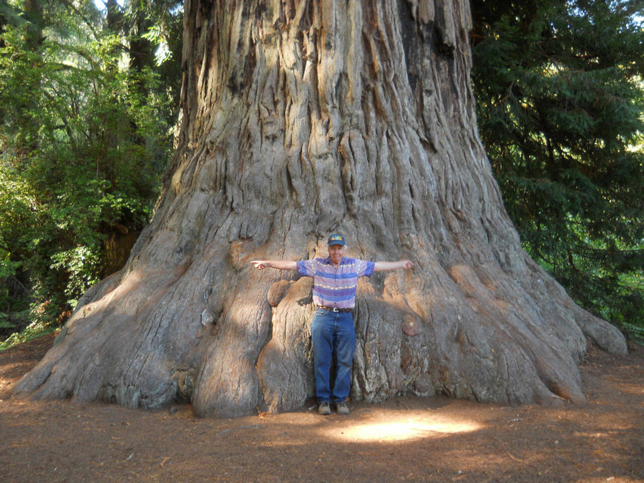 The author reached Redwood National Park to stretch out beside this beauty in the Lady Bird Johnson Grove, but it took some extra time. (Courtesy Photo)