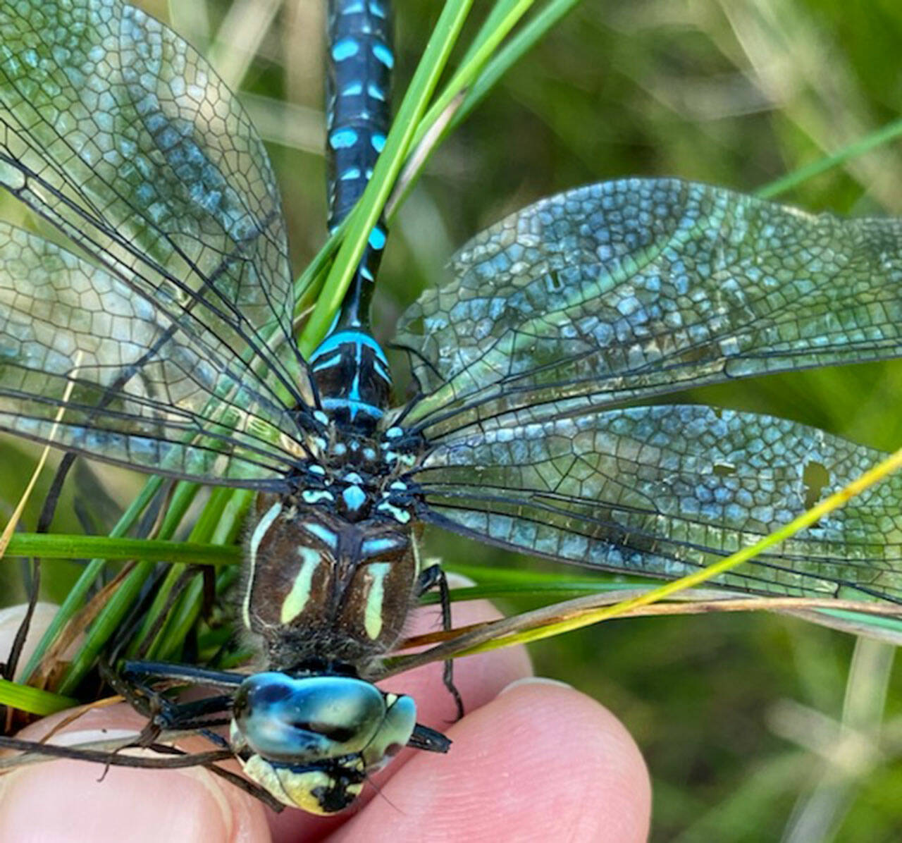 This paddle-tailed darner was found with a punctured wing in the grass — its bright blue stripes undiminished in death (Kathryn True Photo).