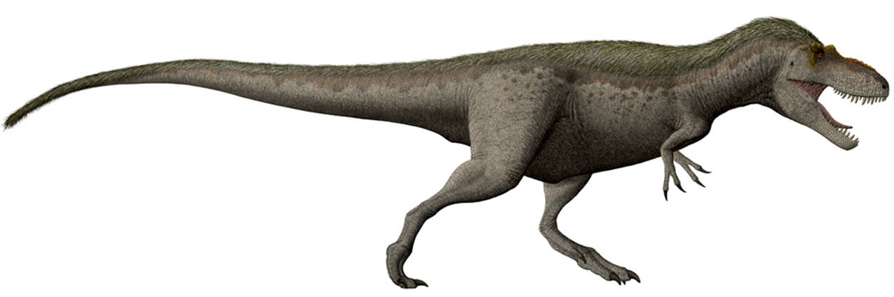 The only dinosaur discovered in Washington state was discovered by paleontologists who found a portion of a left femur of a therapod dinosaur at Sucia Island state park in the San Juan Islands. While scientists are unsure exactly what type of therapod the fossil belongs to, evidence suggests it is a Daspletosaurus. The dinosaur has been nicknamed Suciasaurus rex. This image shows a Daspletosaurus torosus restoration. (Wikipedia)