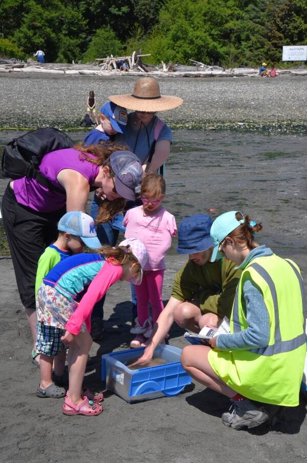 Islanders filled Point Robinson beach for Vashon Park District’s annual Low Tide Celebration last weekend (Jim Diers Photo).