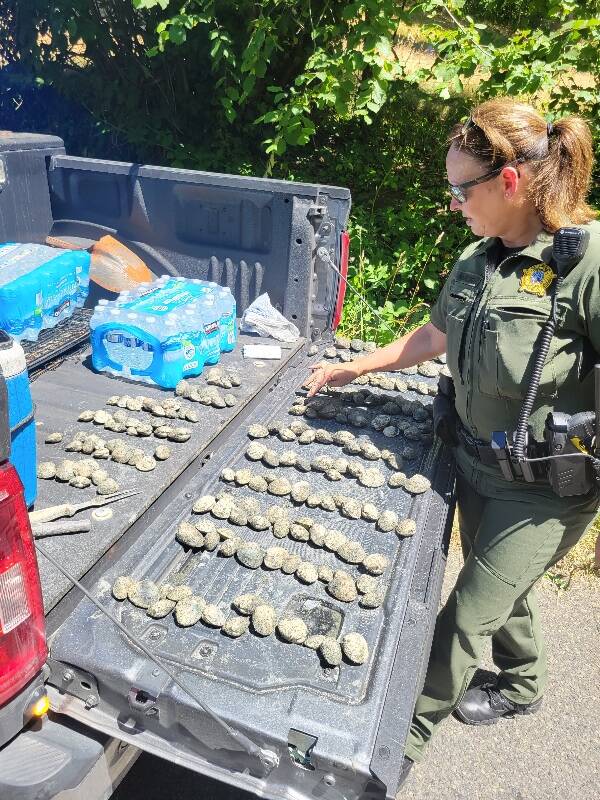 The state department of Fish and Wildlife shared these photos on Facebook from their citation of three clammers at Quartermaster Harbor (Courtesy Photo).
The state department of Fish and Wildlife shared this photo on Facebook from their recent citation of three alleged illegal clammers at Quartermaster Harbor (Courtesy Photo).