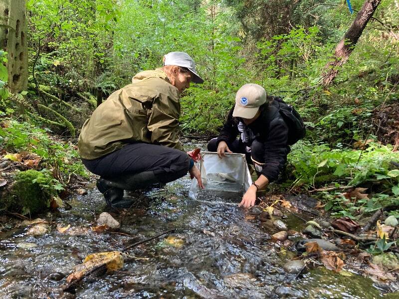 VNC Research and Programs Associate Taylor Umetsu and volunteer Ann Edwards collect stream invertebrates in McCormick Creek as part of a long-term monitoring effort of island stream health (Photo Credit: Bianca Perla).