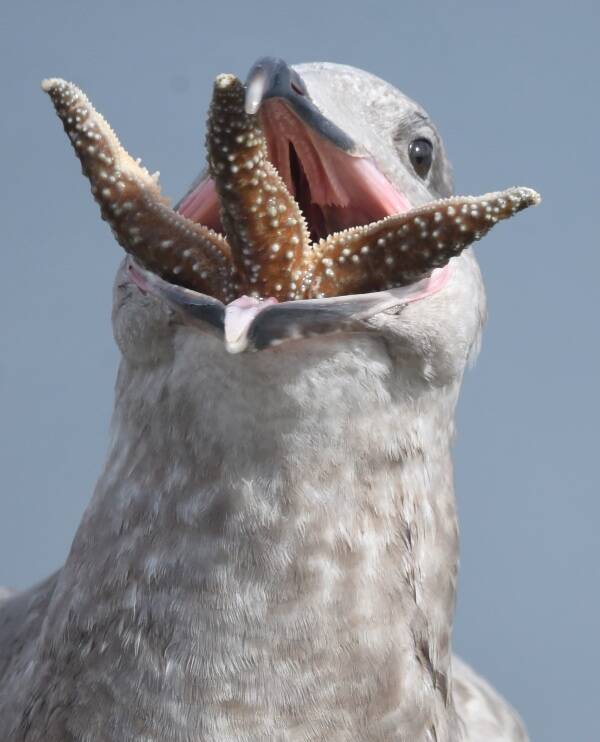 A juvenile glaucous-winged gull works on swallowing a sea star whole near the island’s north end. This photo was taken with a Nikon D750 camera and Tamron 150-600 mm lens, and it was selected as The Seattle Times 2023 Reader’s Lens photo of the year (Jim Diers Photo).