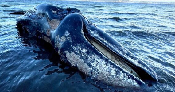 Photo by Marla Smith with Orca Network
This gray whale washed up on Vashon Island sometime before April 12, when it was reported to the Washington State Department of Fish and Wildlife.