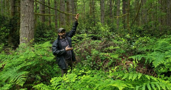 Paul Fischer, in a portion of the forest near the Mukai Pond parking lot, describes some of the actions loggers will be expected to take to minimize impact. Trees will be bucked and delimbed in place, for instance, to lessen the impact on the understory (Leslie Brown Photo).