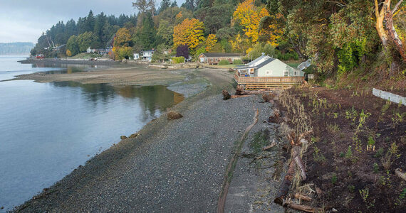 This 2021 file photo shows restoration efforts at Tahlequah Beach on the island’s south end. Swimmers will set off from this general area of Vashon’s southern tip, heading toward Pt. Defiance. (Terry Donnelly photo.)