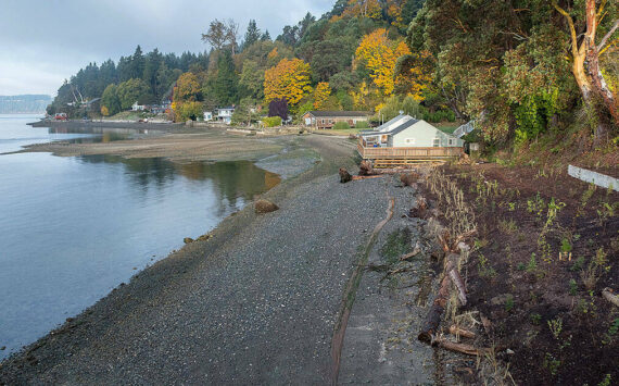 This 2021 file photo shows restoration efforts at Tahlequah Beach on the island’s south end. Swimmers will set off from this general area of Vashon’s southern tip, heading toward Pt. Defiance. (Terry Donnelly photo.)