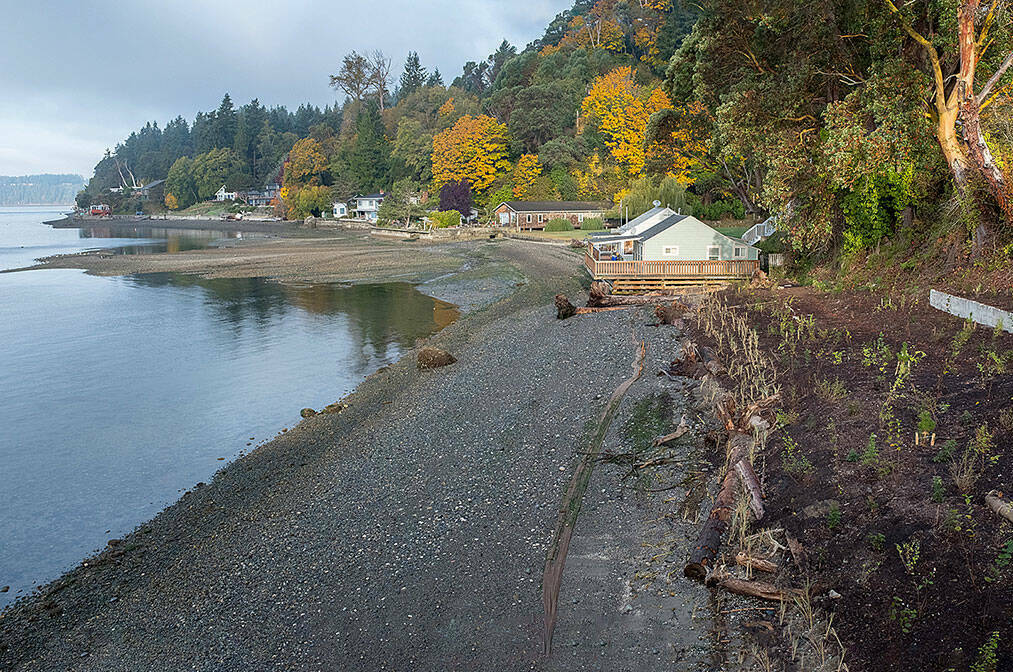 This 2021 file photo shows restoration efforts at Tahlequah Beach on the island’s south end. Swimmers will set off from this general area of Vashon’s southern tip, heading toward Pt. Defiance. (Terry Donnelly photo.)