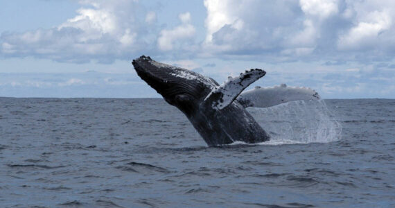 A humpback whale breaches the water. The species is one of several that can be found in the Salish Sea. (File photo.)