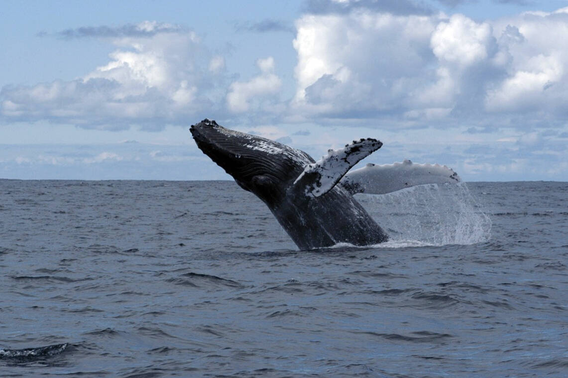 A humpback whale breaches the water. The species is one of several that can be found in the Salish Sea. (File photo.)