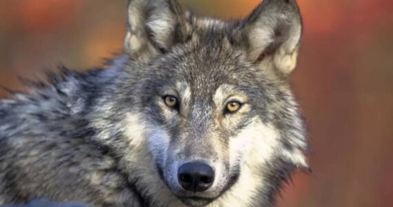 A gray wolf. Gary Kramer/U.S. Fish and Wildlife Service