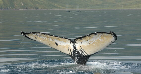 A humpback whale dives and shows the unique tail pattern that researchers use to identify individuals. (Phil Clapham photo)