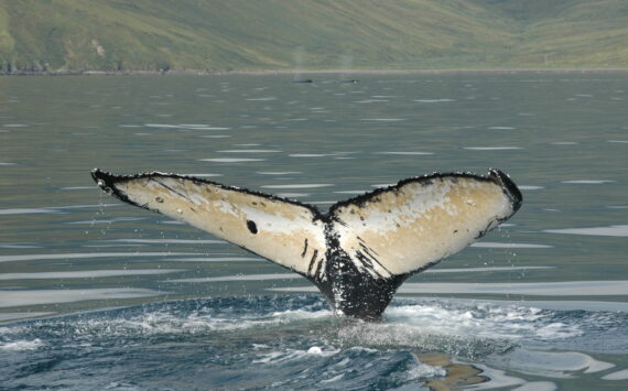 A humpback whale dives and shows the unique tail pattern that researchers use to identify individuals. (Phil Clapham photo)