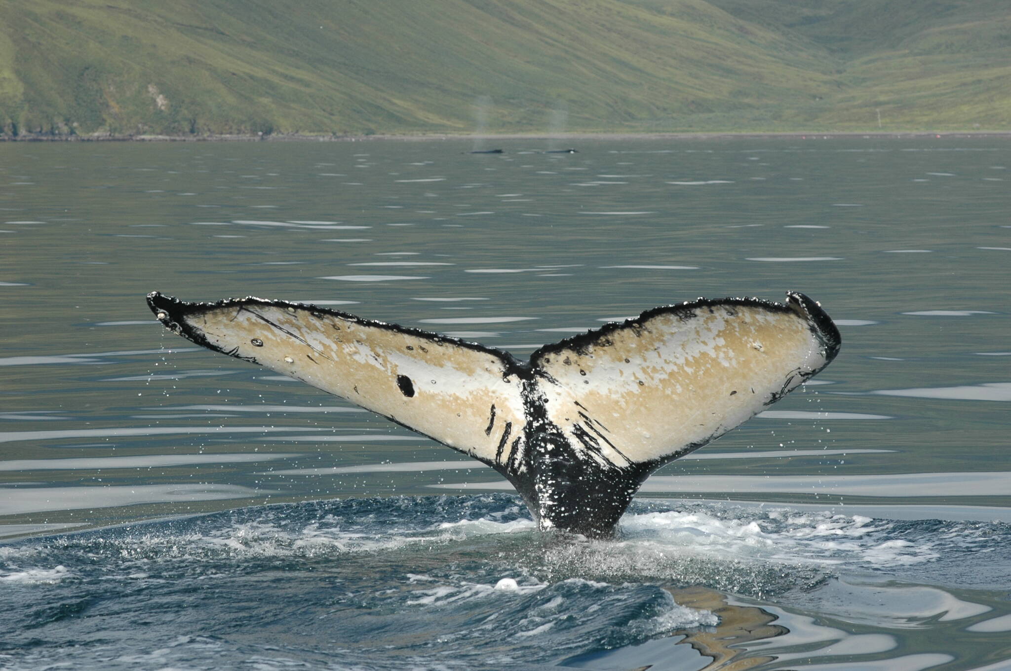 A humpback whale dives and shows the unique tail pattern that researchers use to identify individuals. (Phil Clapham photo)