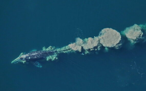 Amy Willoughby/NOAA photo
A gray whale trailing a mud plume from feeding on the ocean floor.