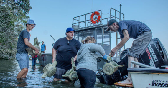 Alex Bruell photo
Volunteers work together to haul whale bones from the gray whale that washed ashore this spring.